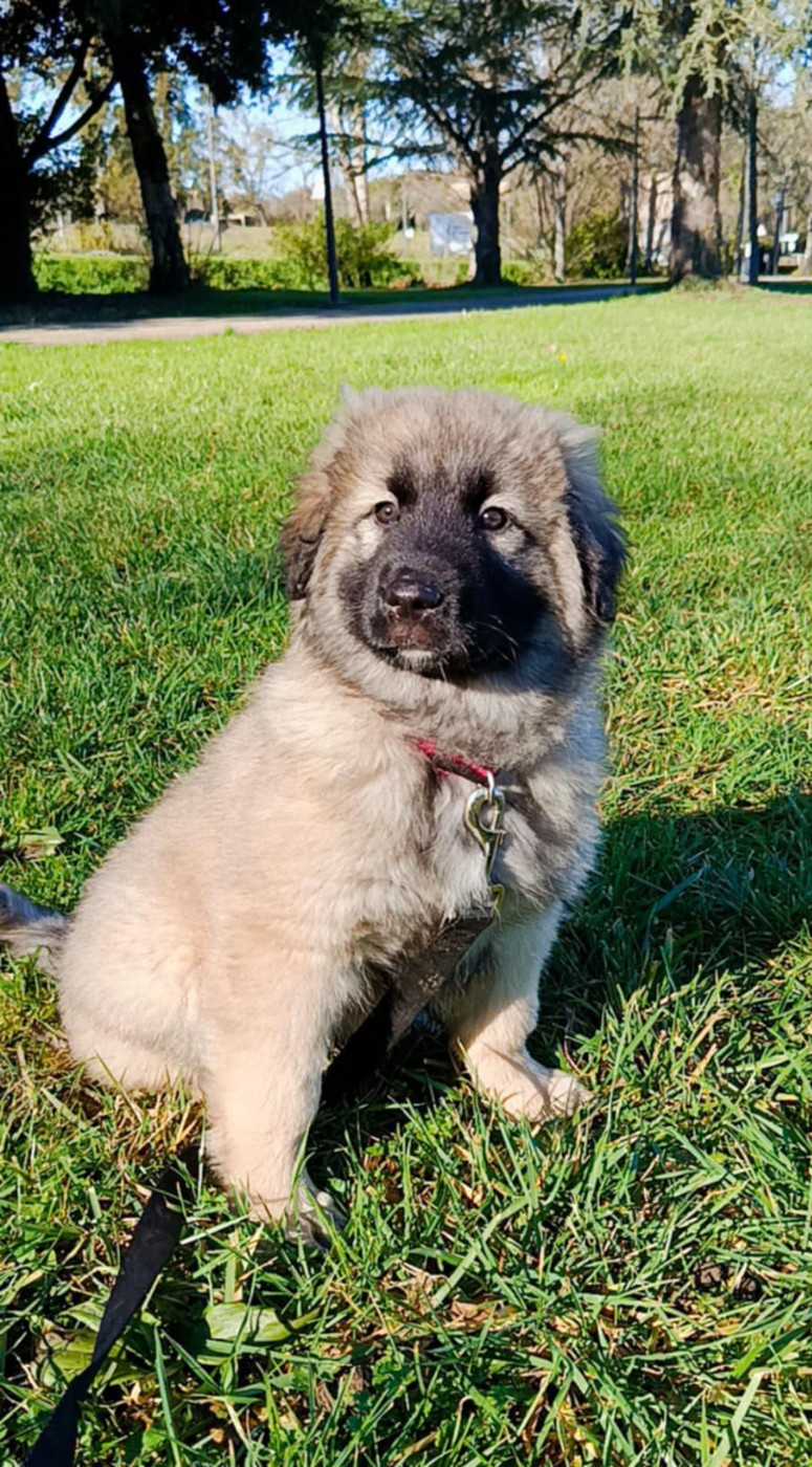 des Jardins de Becky - Berger Yougoslave de Charplanina - Portée née le 19/11/2025