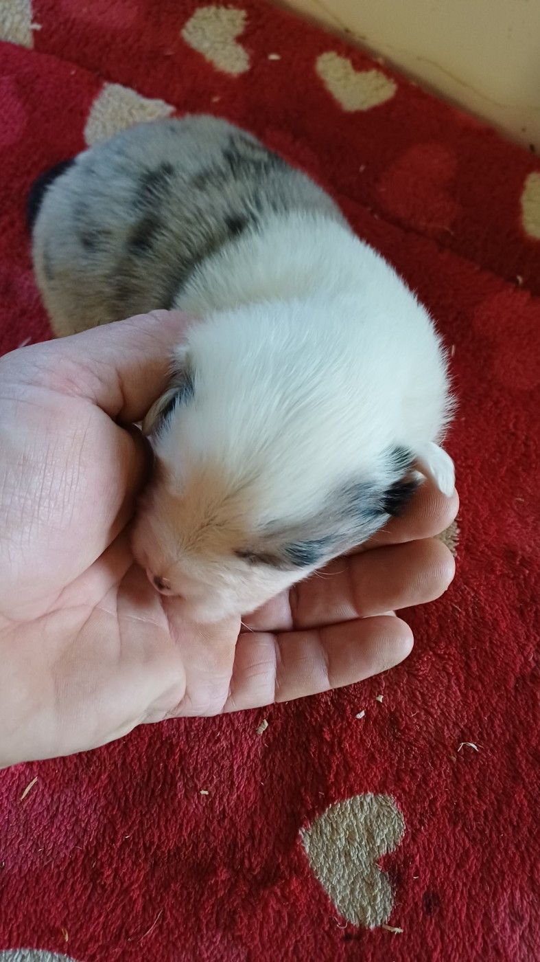 des Jardins de Becky - Chiots disponibles - Berger Américain Miniature 