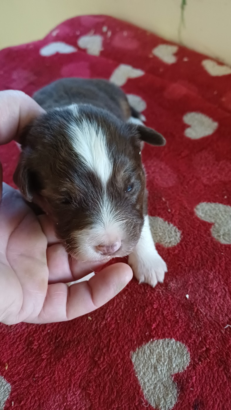 des Jardins de Becky - Chiots disponibles - Berger Américain Miniature 