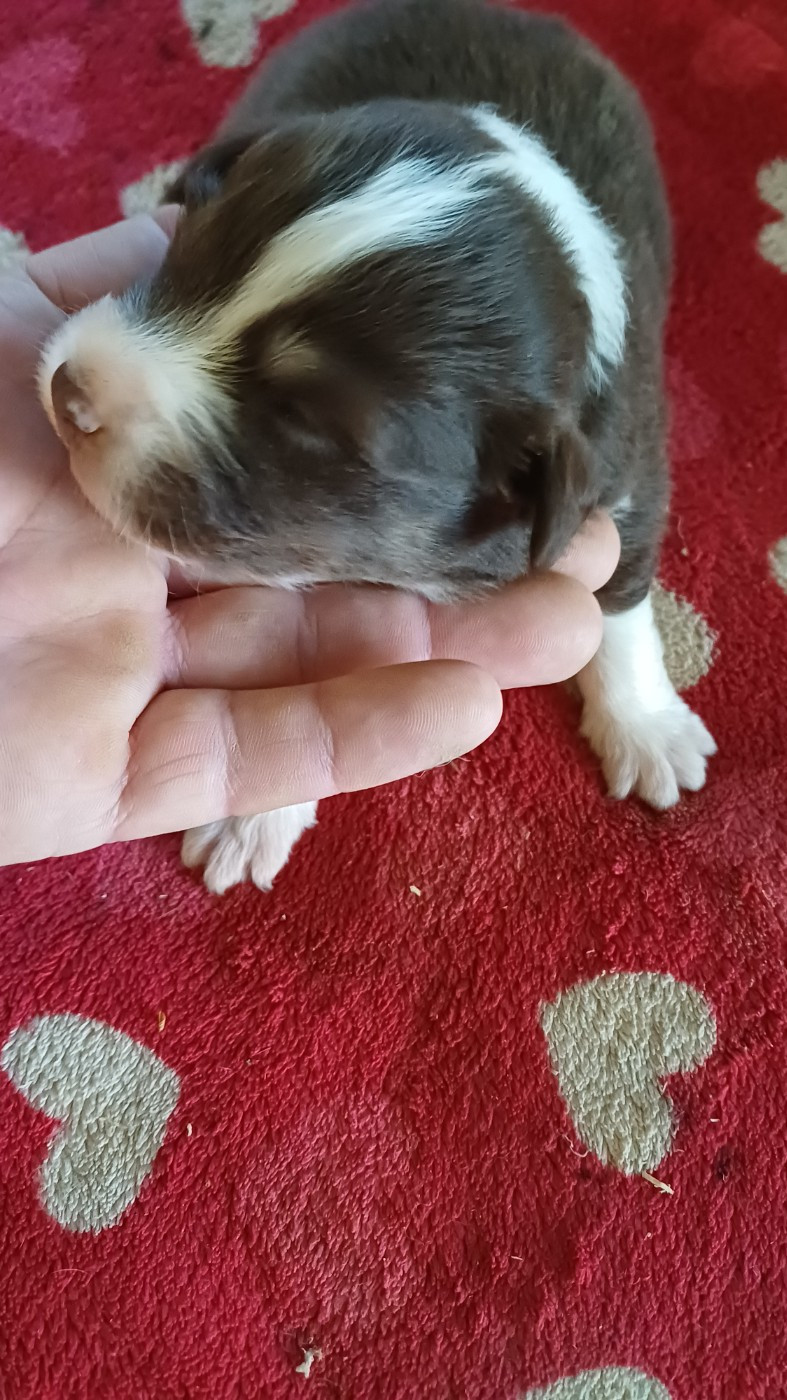 des Jardins de Becky - Chiots disponibles - Berger Américain Miniature 