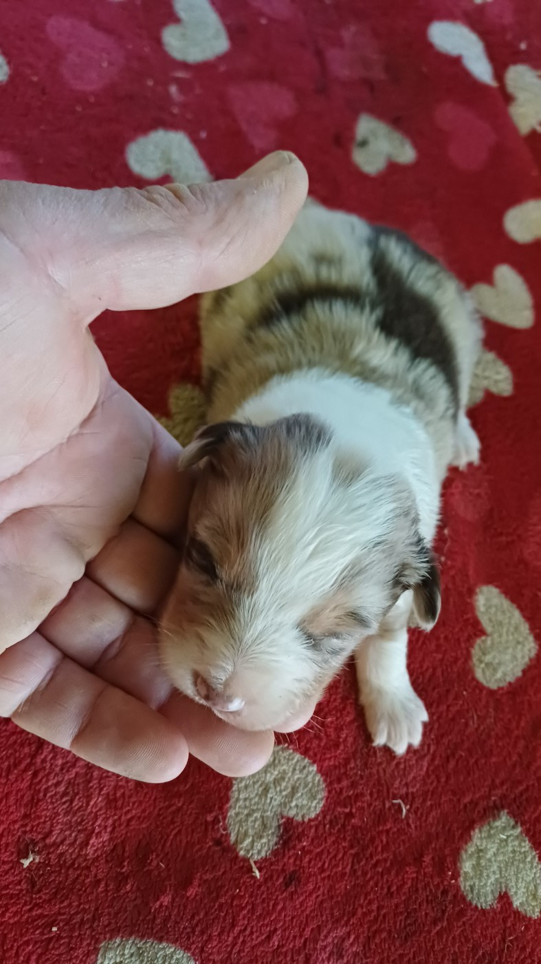 des Jardins de Becky - Chiots disponibles - Berger Américain Miniature 