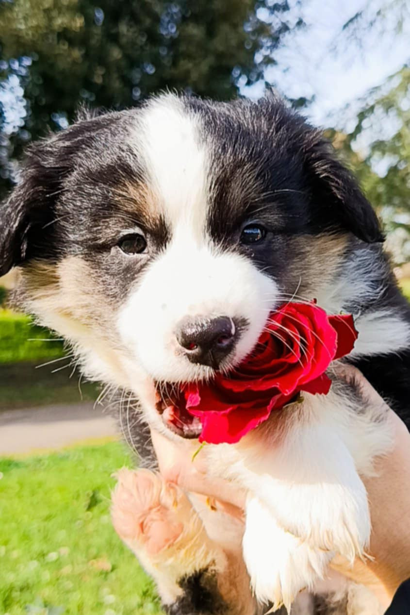 des Jardins de Becky - Chiots disponibles - Berger Américain Miniature 