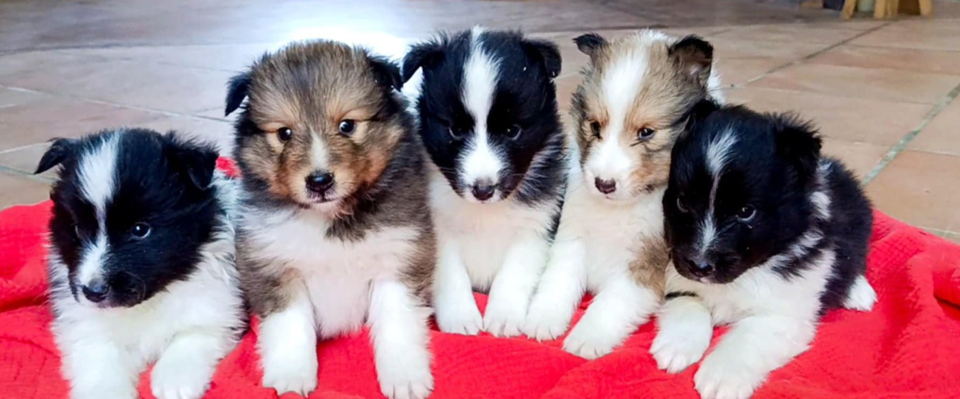 des Jardins de Becky - Shetland Sheepdog - Portée née le 16/01/2026