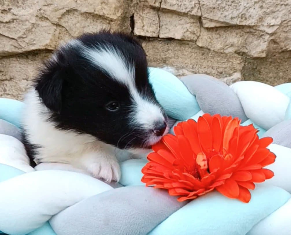 des Jardins de Becky - Chiots disponibles - Shetland Sheepdog