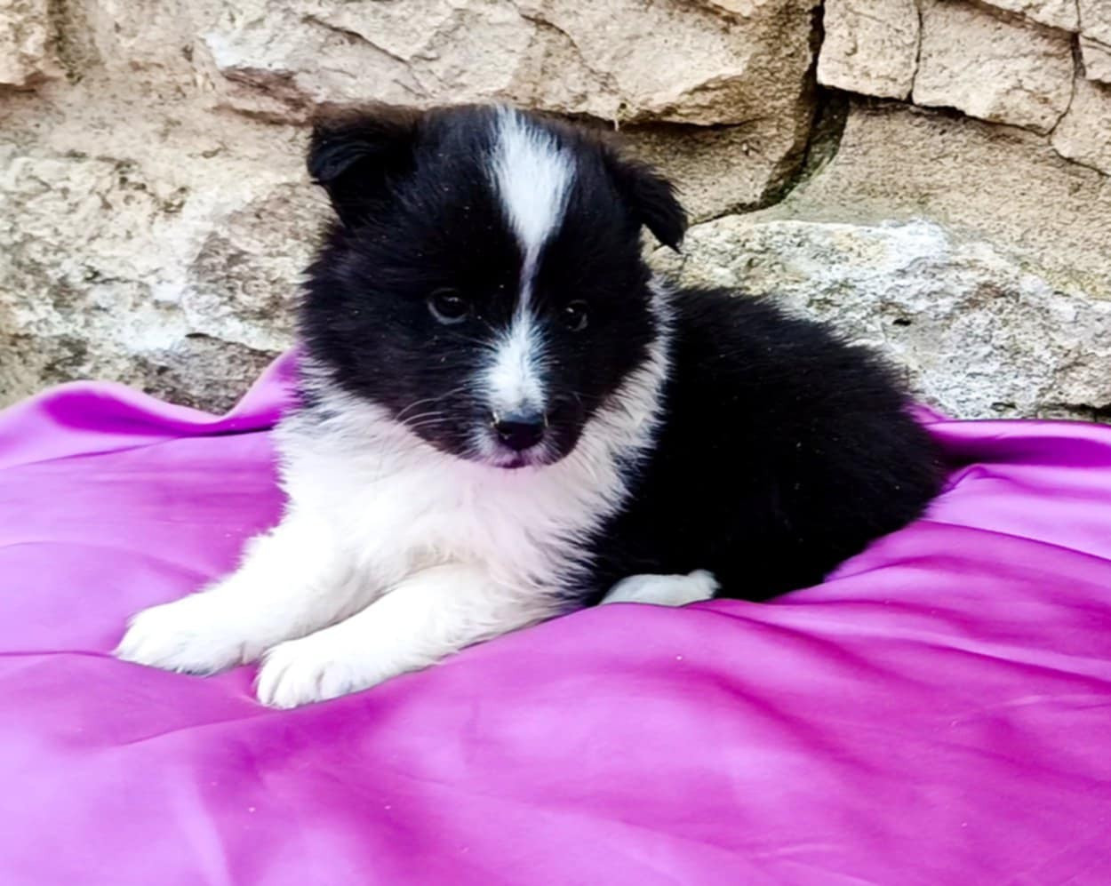 des Jardins de Becky - Chiots disponibles - Shetland Sheepdog