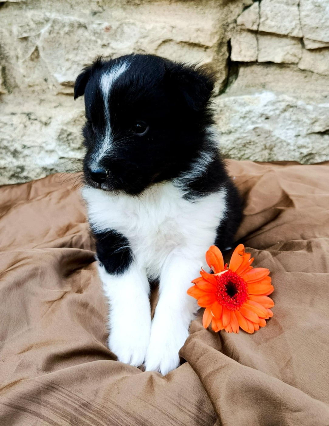 des Jardins de Becky - Chiots disponibles - Shetland Sheepdog