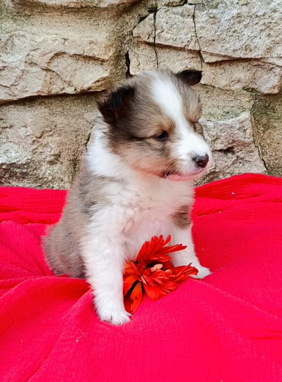 des Jardins de Becky - Chiots disponibles - Shetland Sheepdog