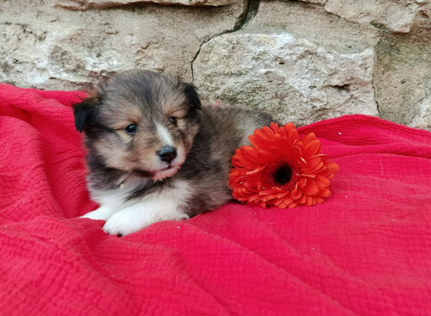 des Jardins de Becky - Chiots disponibles - Shetland Sheepdog