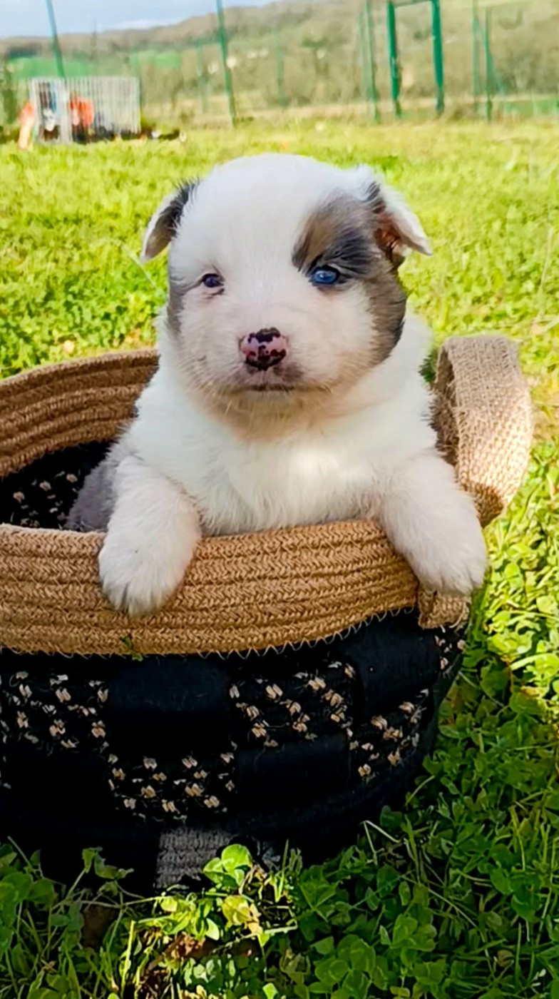 des Jardins de Becky - Chiots disponibles - Berger Américain Miniature 