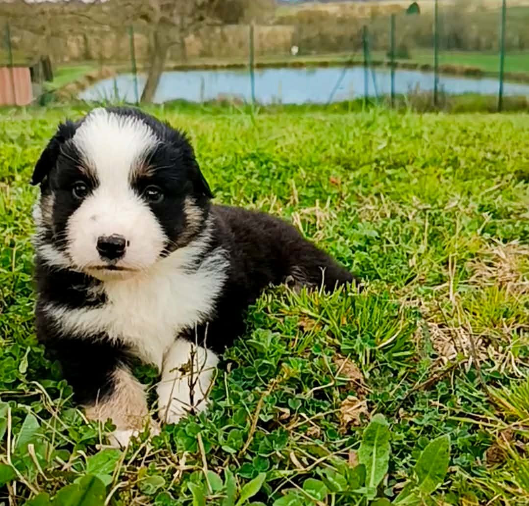 des Jardins de Becky - Chiots disponibles - Berger Américain Miniature 