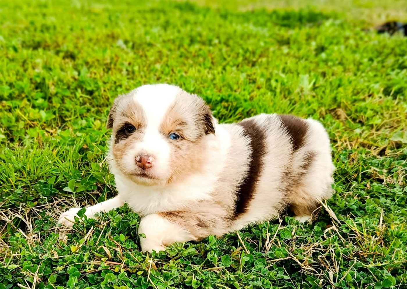 des Jardins de Becky - Chiots disponibles - Berger Américain Miniature 