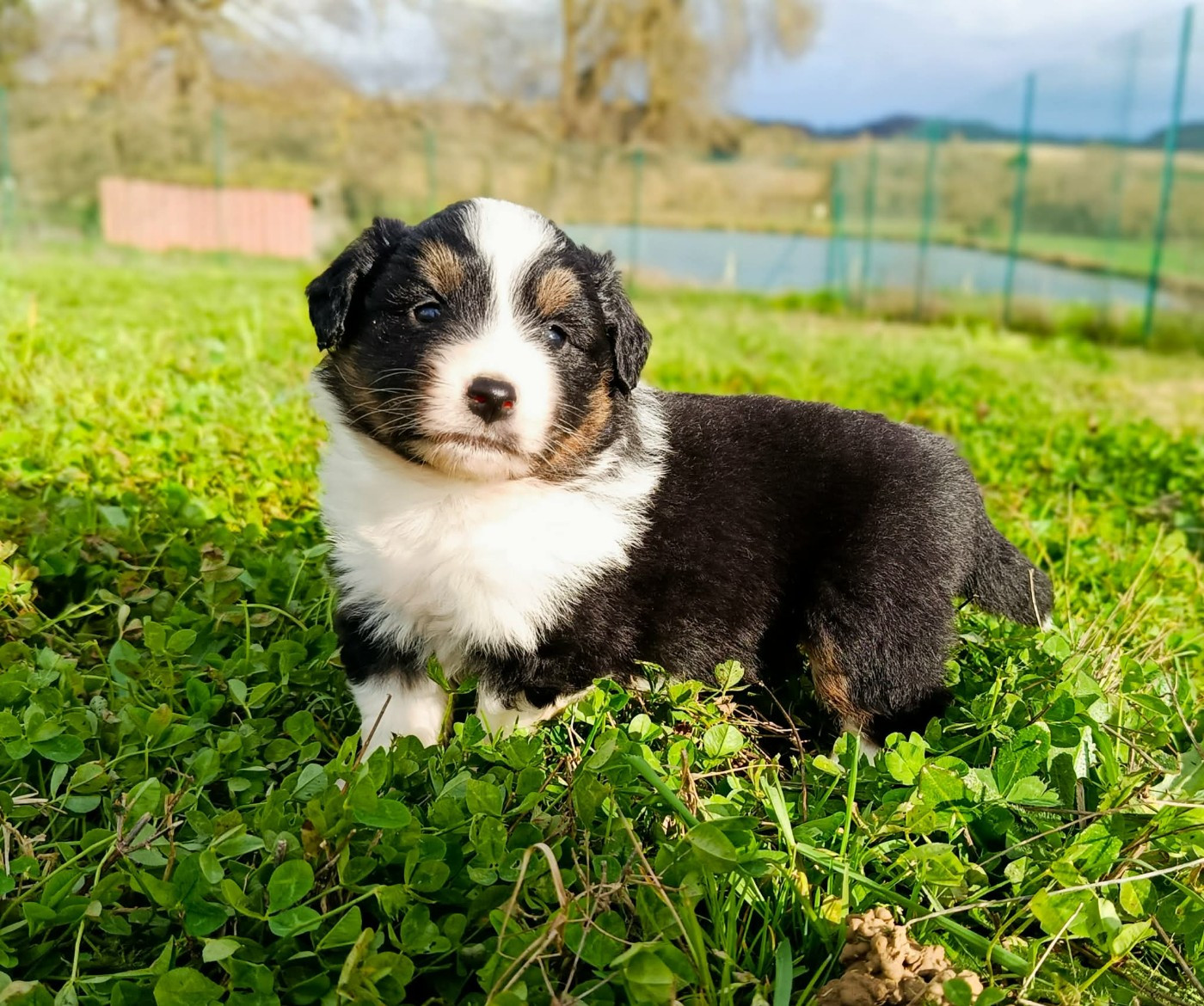 des Jardins de Becky - Chiots disponibles - Berger Américain Miniature 