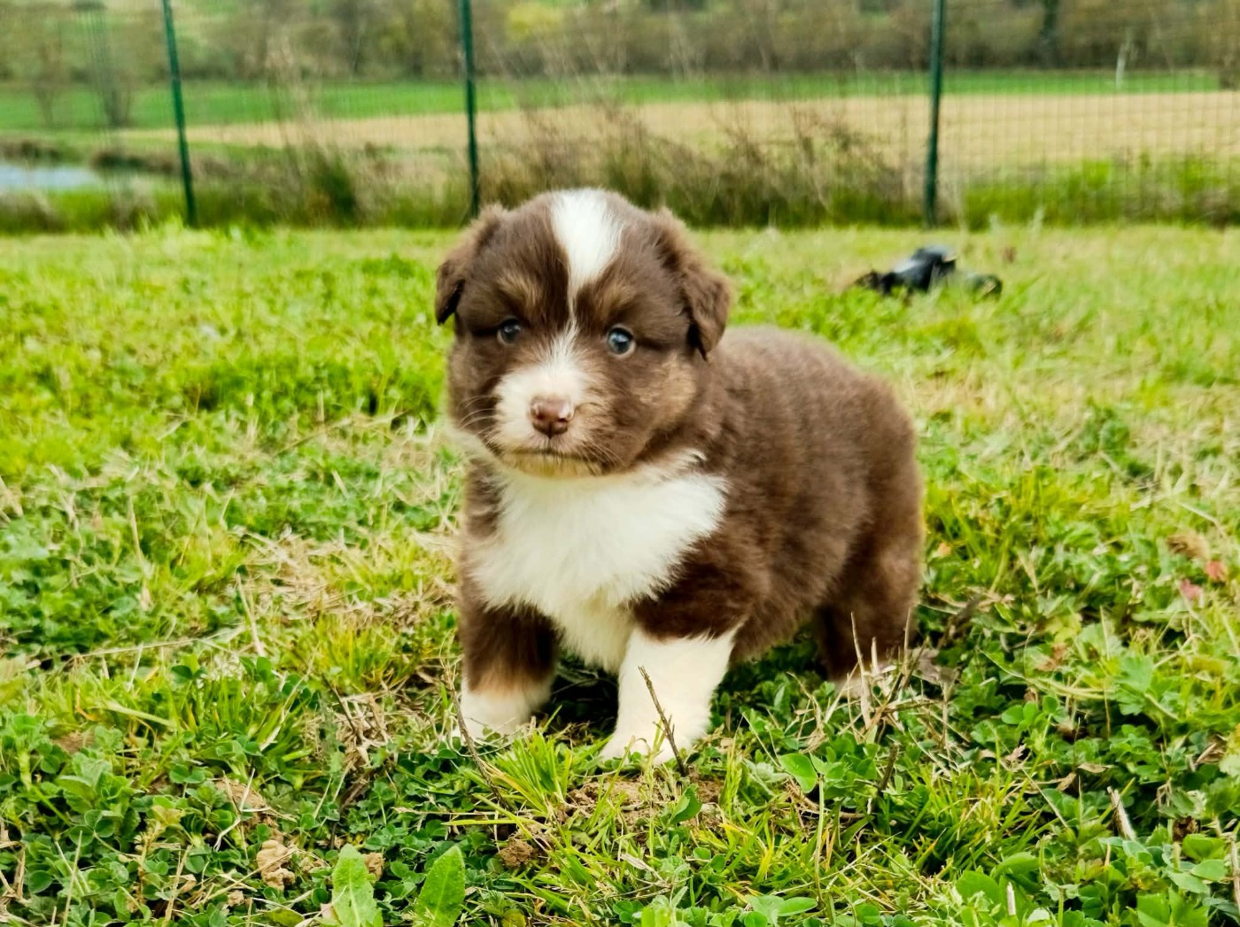 des Jardins de Becky - Chiots disponibles - Berger Américain Miniature 