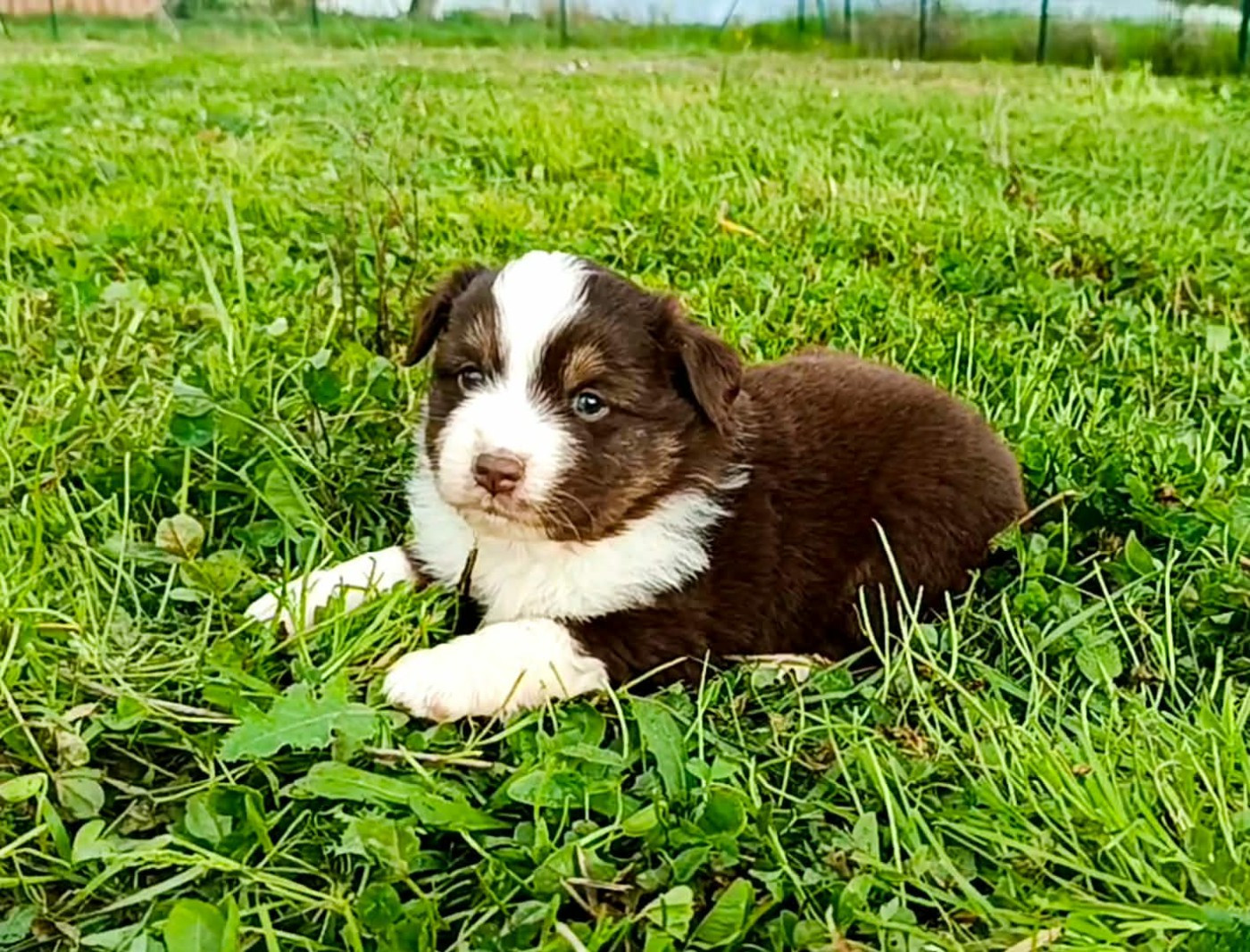 des Jardins de Becky - Chiots disponibles - Berger Américain Miniature 