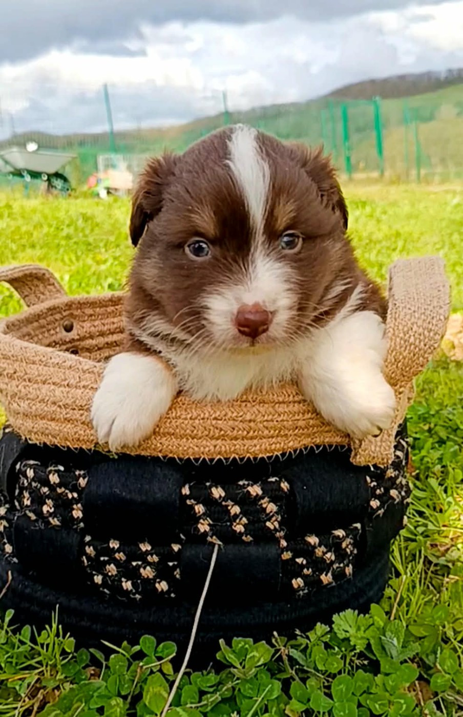 des Jardins de Becky - Chiots disponibles - Berger Américain Miniature 