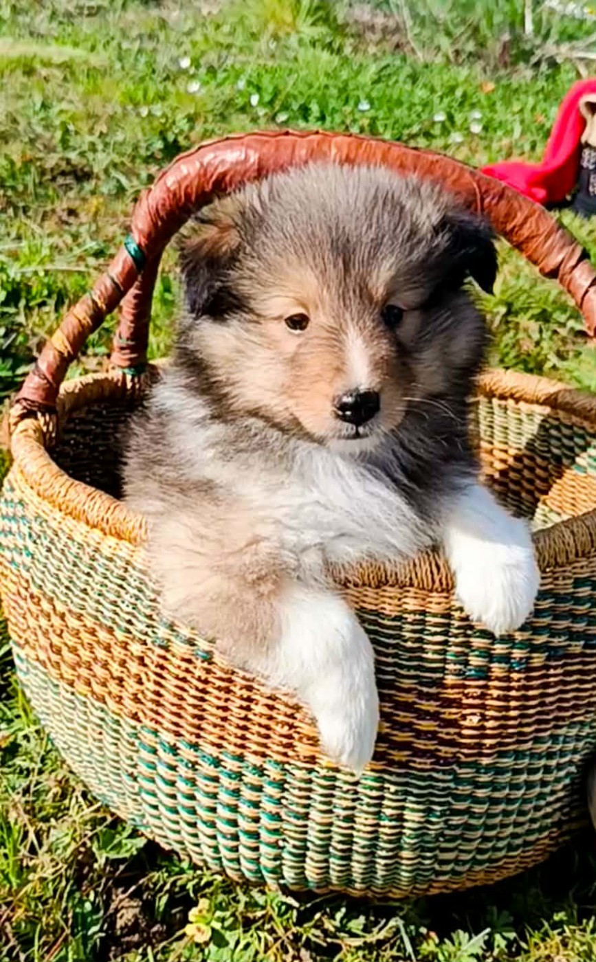 des Jardins de Becky - Chiots disponibles - Shetland Sheepdog