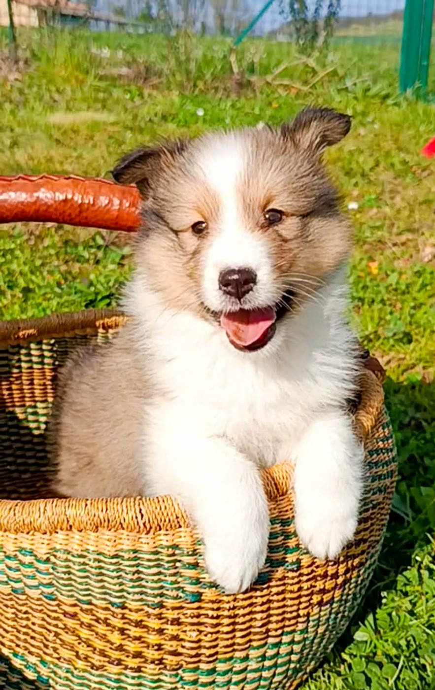 des Jardins de Becky - Chiots disponibles - Shetland Sheepdog