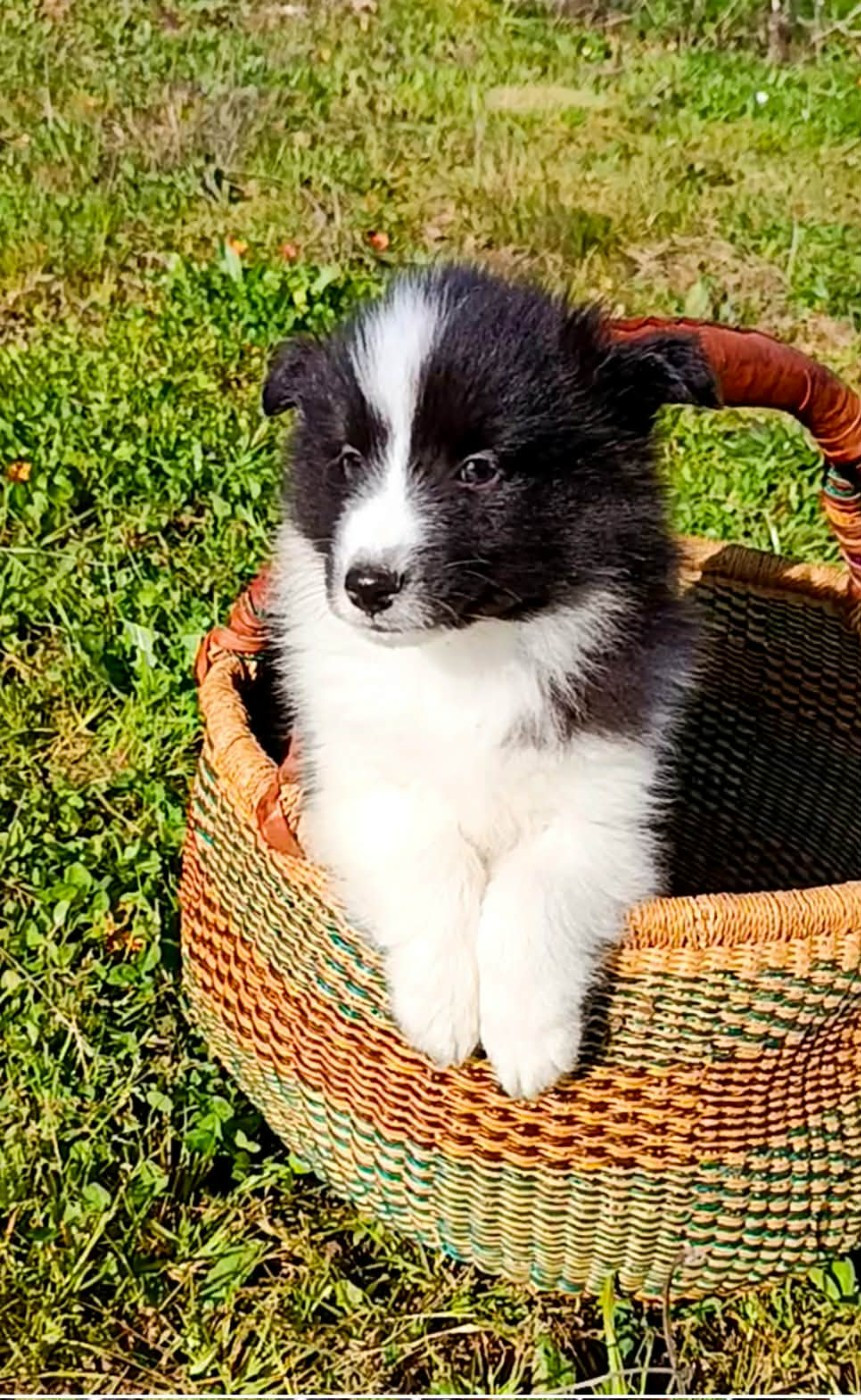 des Jardins de Becky - Chiots disponibles - Shetland Sheepdog