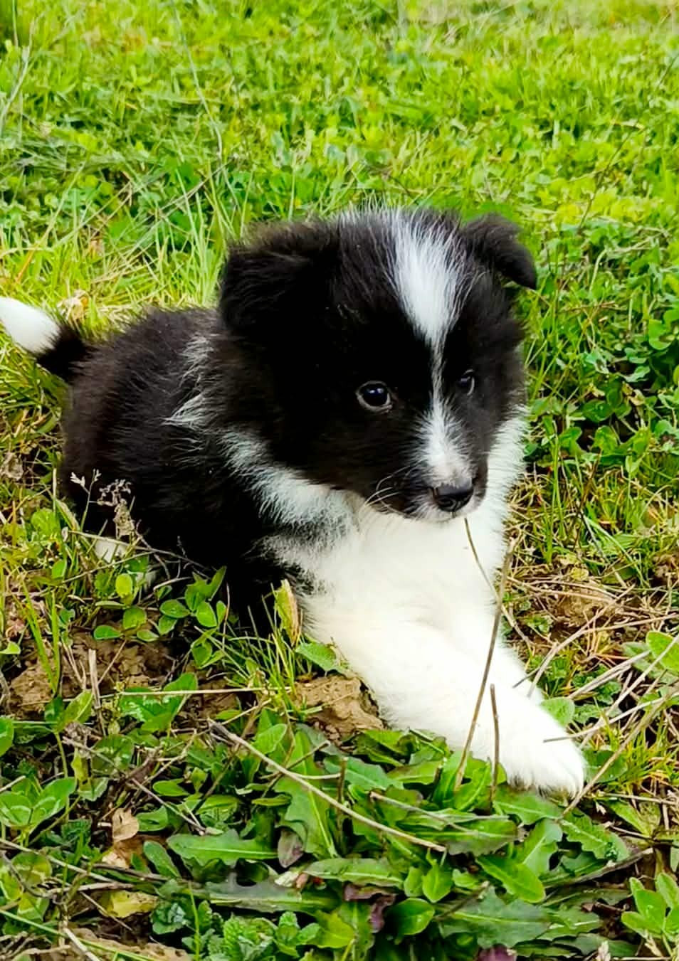 des Jardins de Becky - Chiots disponibles - Shetland Sheepdog