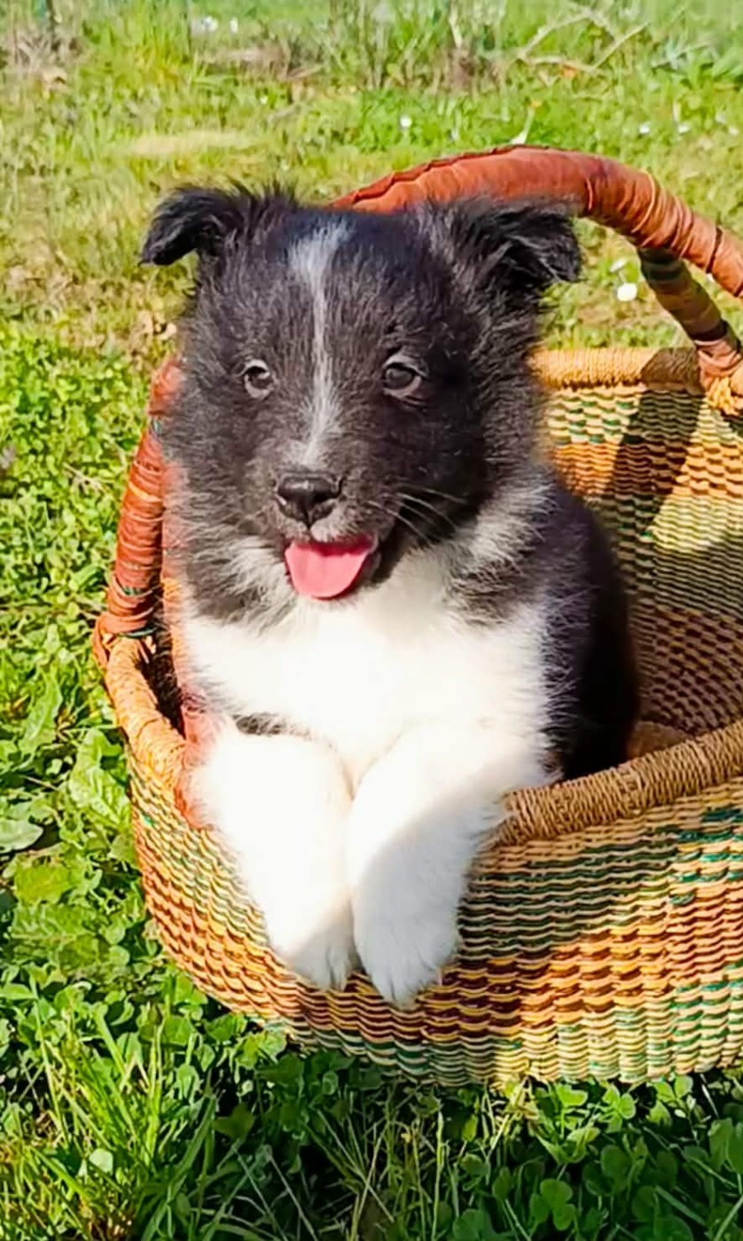 des Jardins de Becky - Chiots disponibles - Shetland Sheepdog