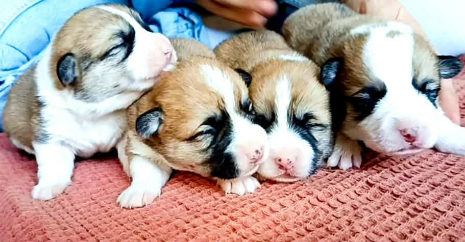 Chiot Welsh Corgi Pembroke des Jardins de Becky