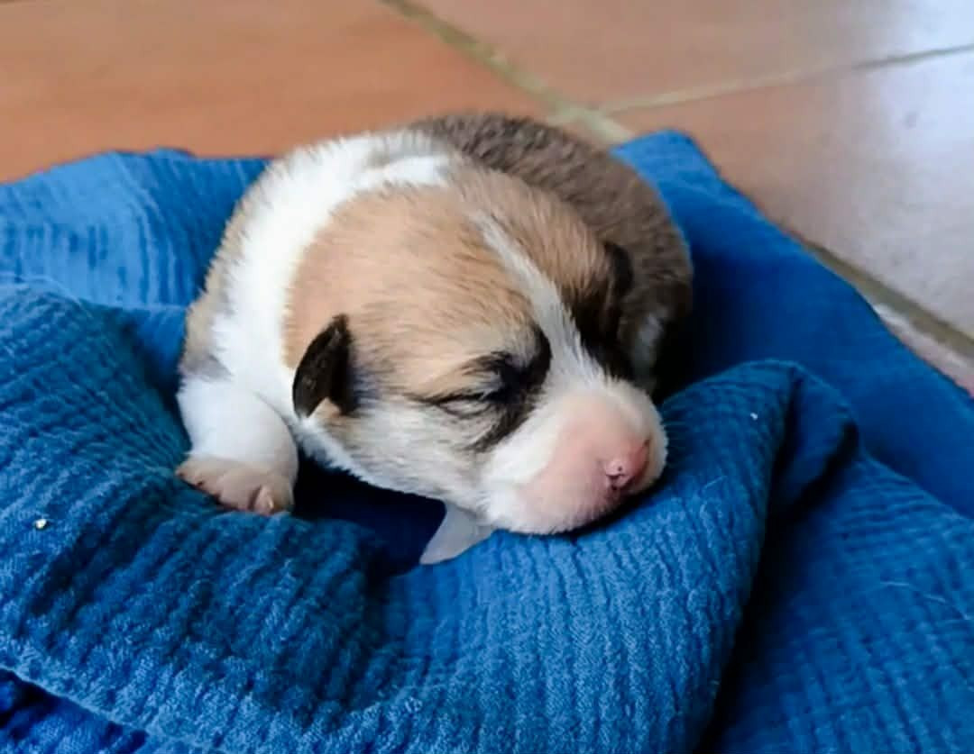 des Jardins de Becky - Chiots disponibles - Welsh Corgi Pembroke