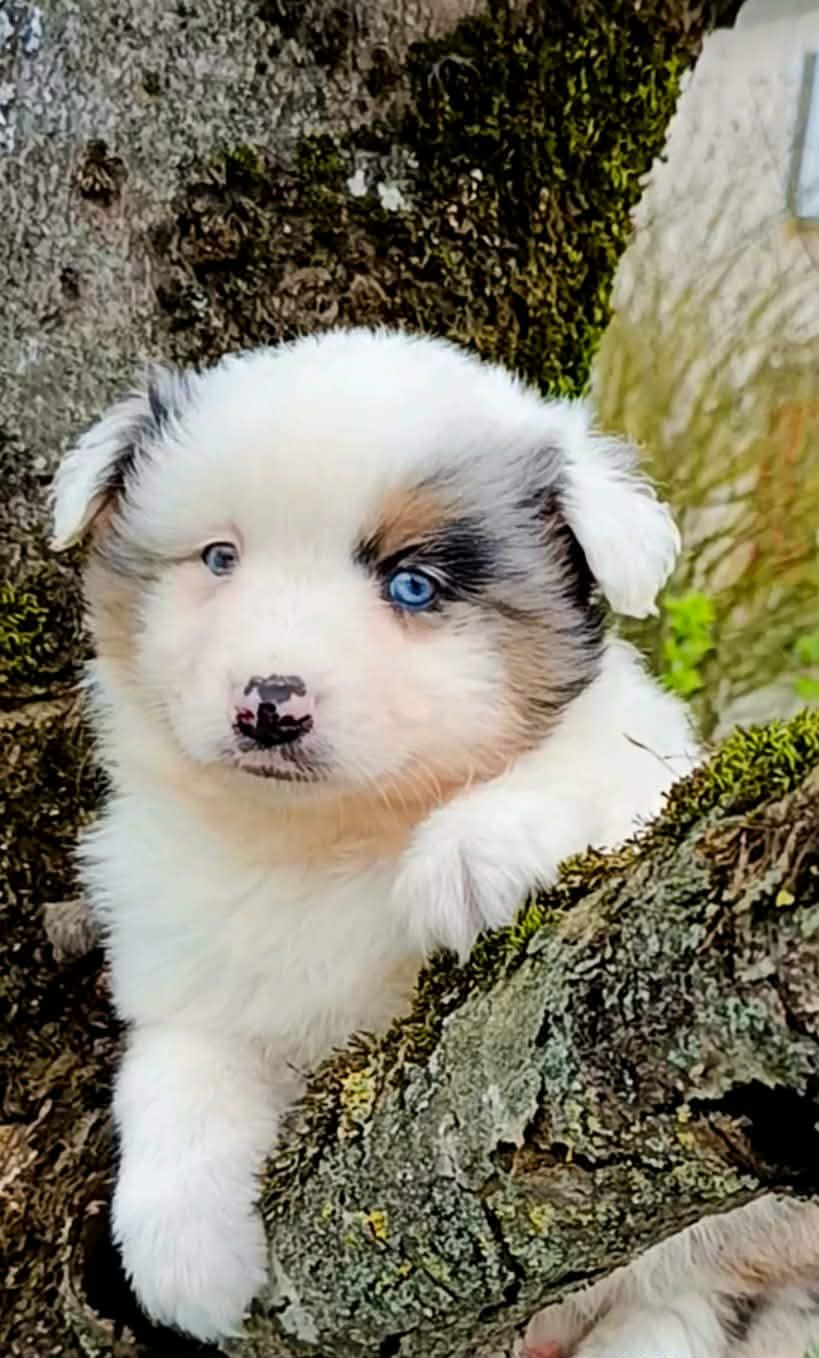 des Jardins de Becky - Chiots disponibles - Berger Américain Miniature 