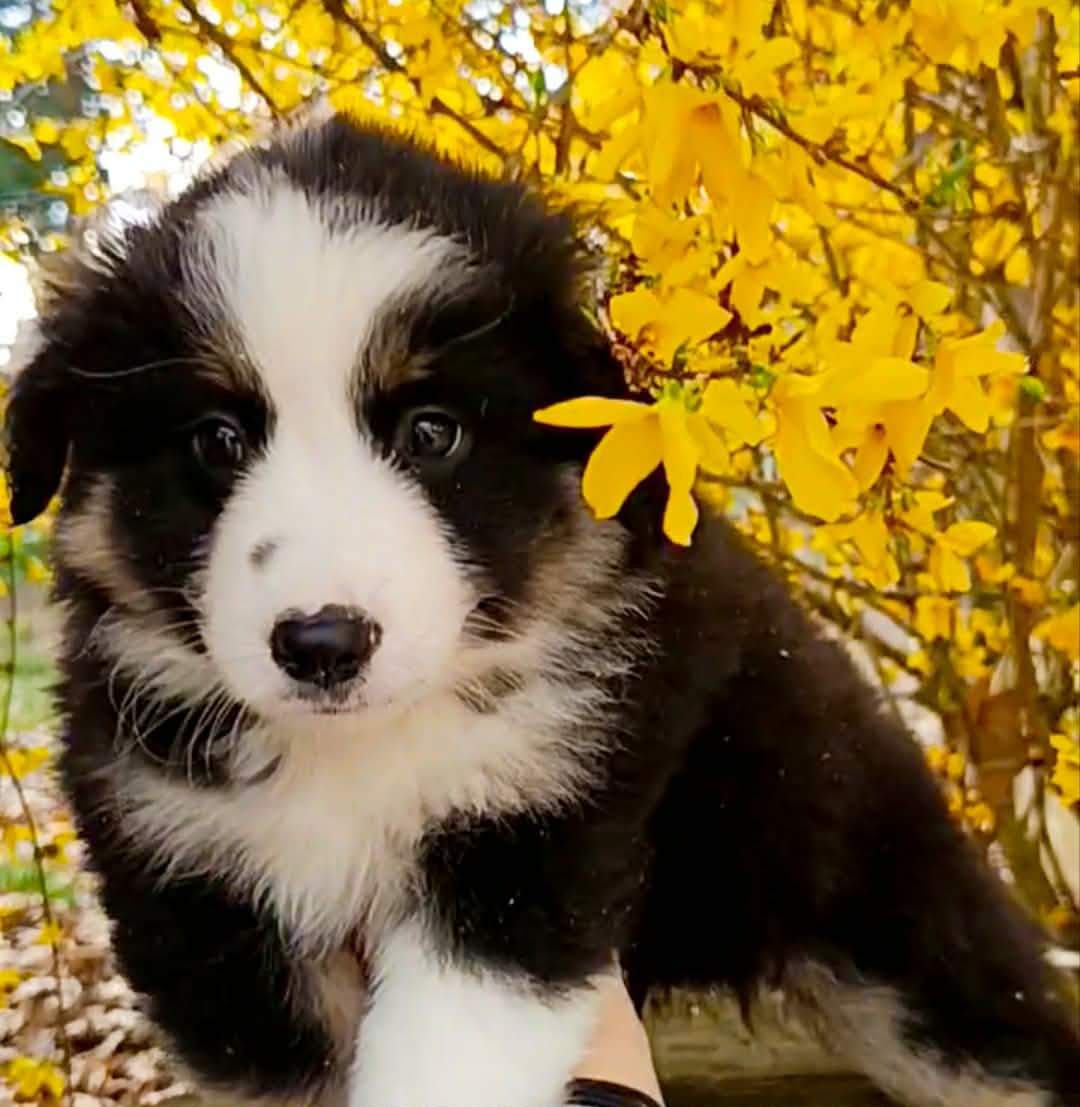 des Jardins de Becky - Chiots disponibles - Berger Américain Miniature 