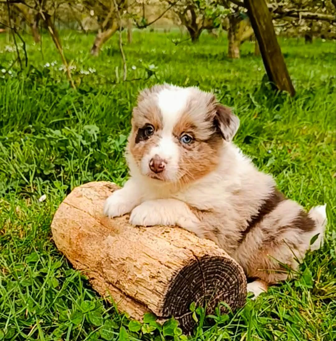 des Jardins de Becky - Chiots disponibles - Berger Américain Miniature 
