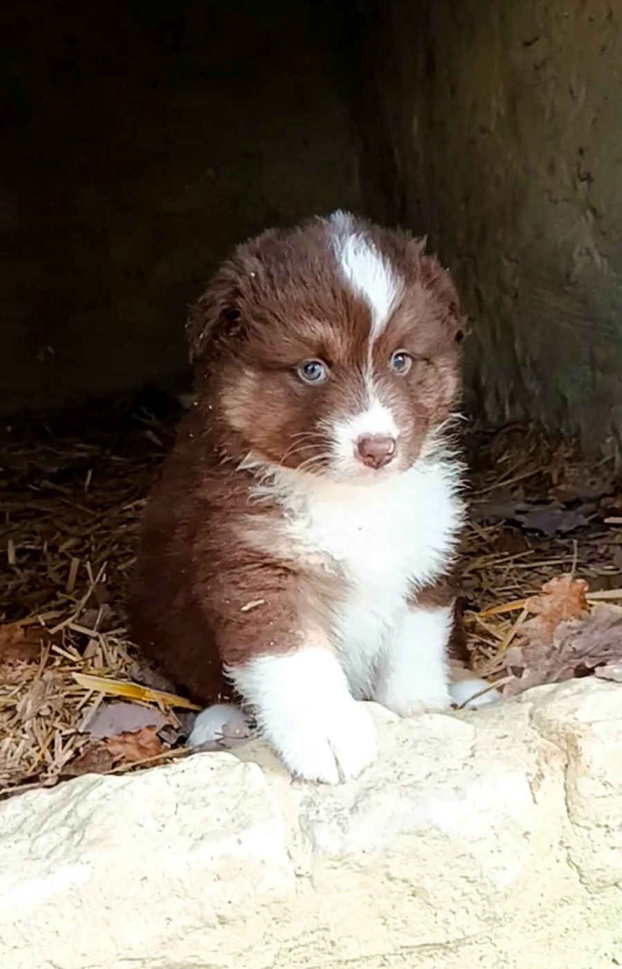 des Jardins de Becky - Chiots disponibles - Berger Américain Miniature 
