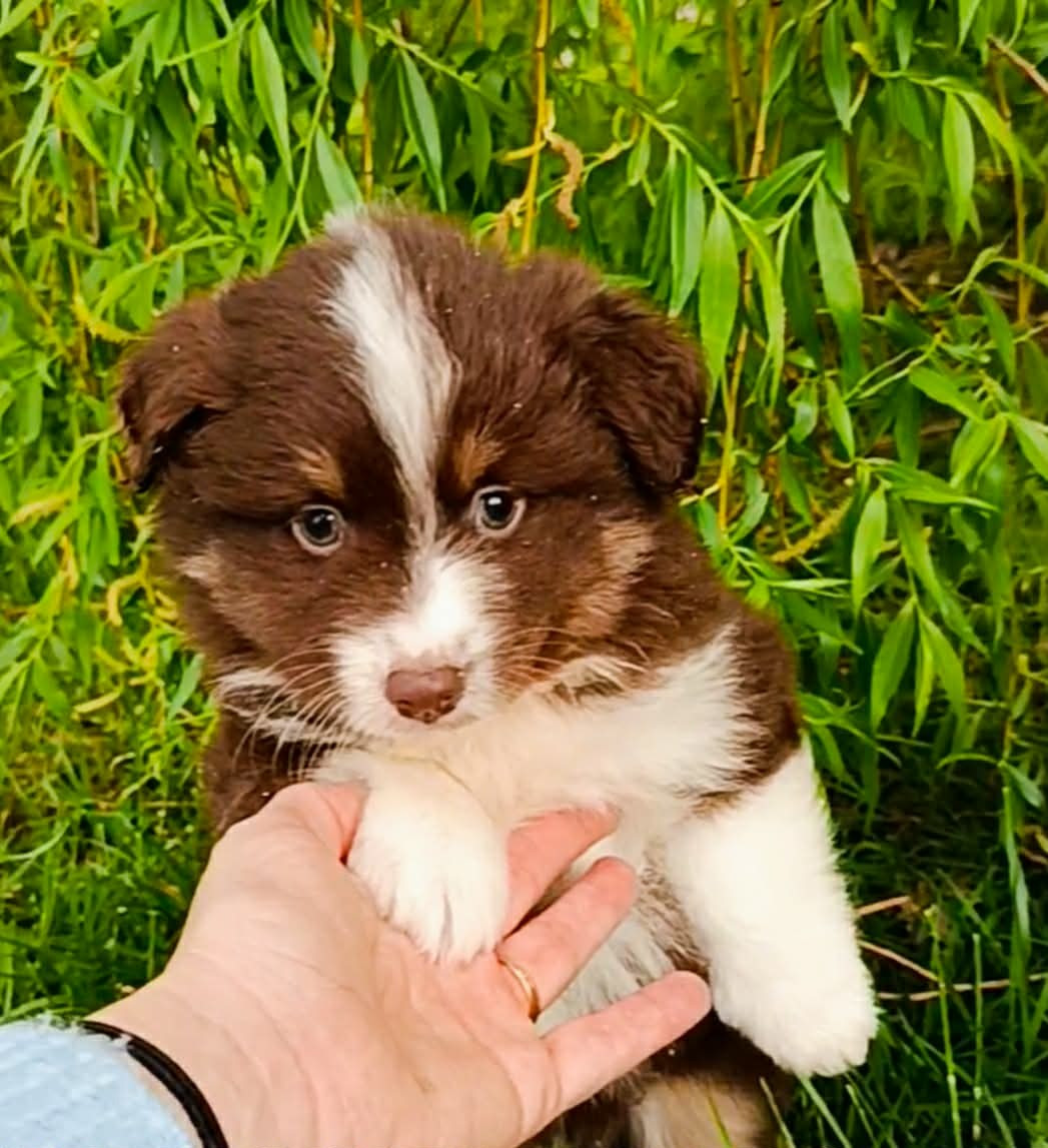 des Jardins de Becky - Chiots disponibles - Berger Américain Miniature 