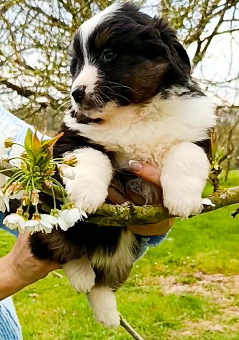 des Jardins de Becky - Chiots disponibles - Berger Américain Miniature 