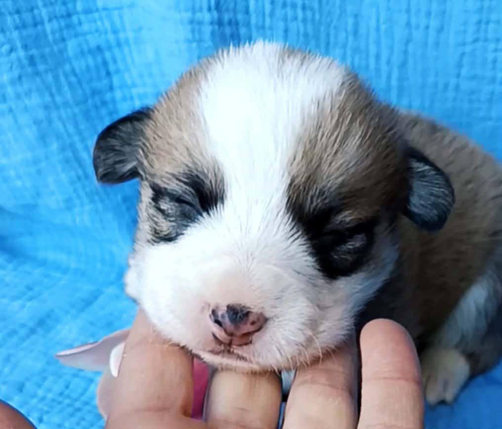 des Jardins de Becky - Chiots disponibles - Welsh Corgi Pembroke