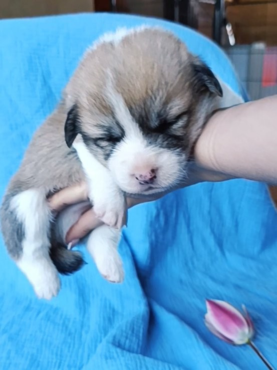 des Jardins de Becky - Chiots disponibles - Welsh Corgi Pembroke