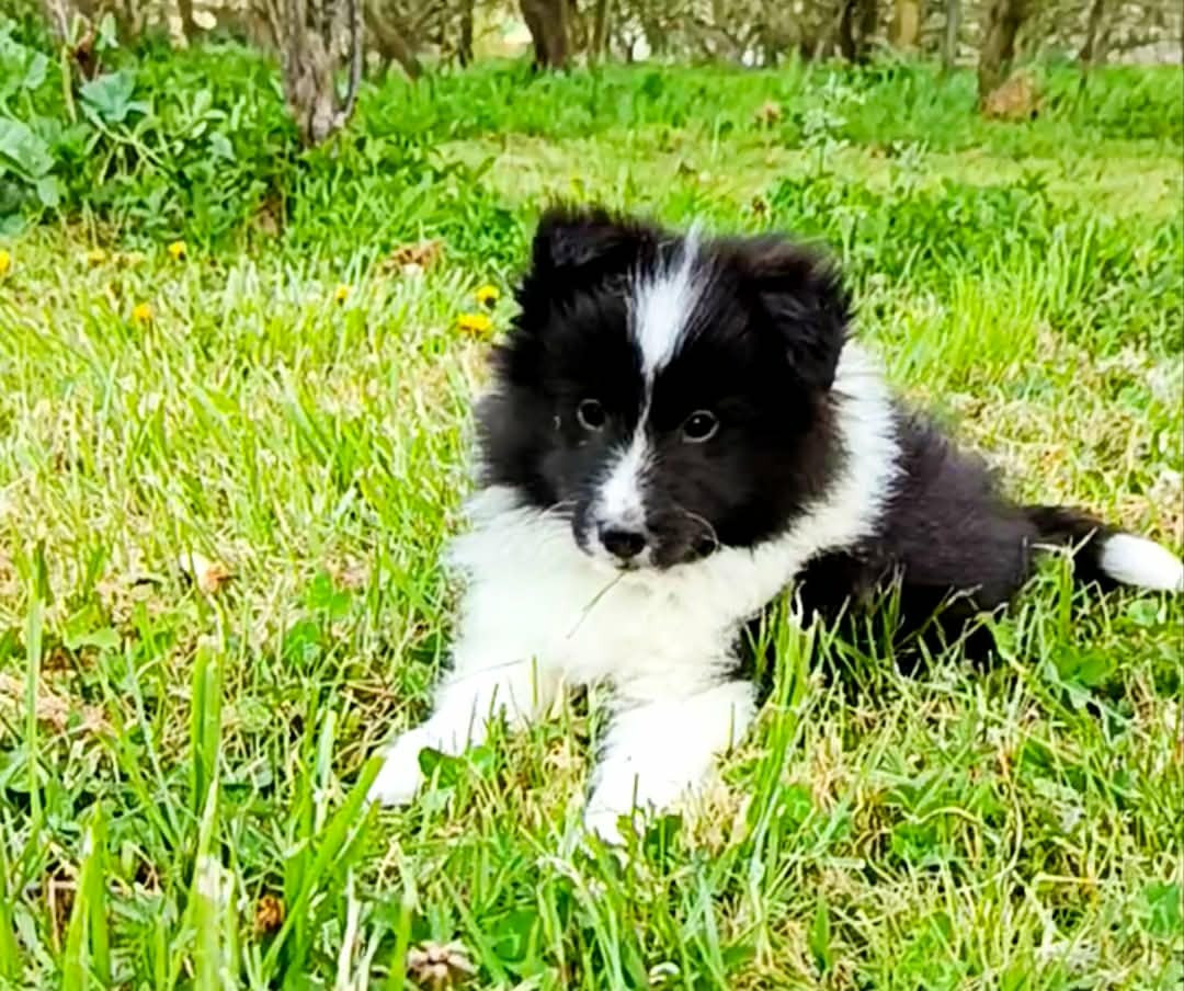 des Jardins de Becky - Chiots disponibles - Shetland Sheepdog