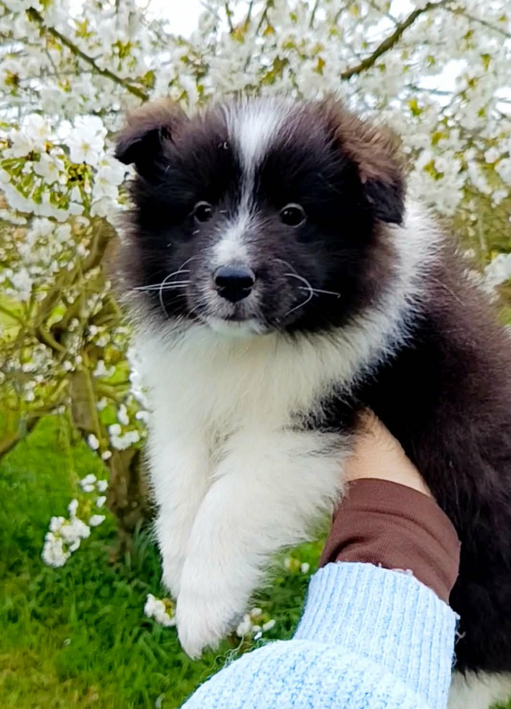 des Jardins de Becky - Chiots disponibles - Shetland Sheepdog
