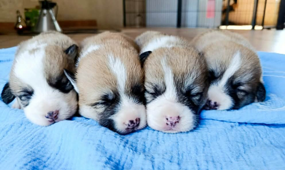 des Jardins de Becky - Welsh Corgi Pembroke - Portée née le 08/03/2026