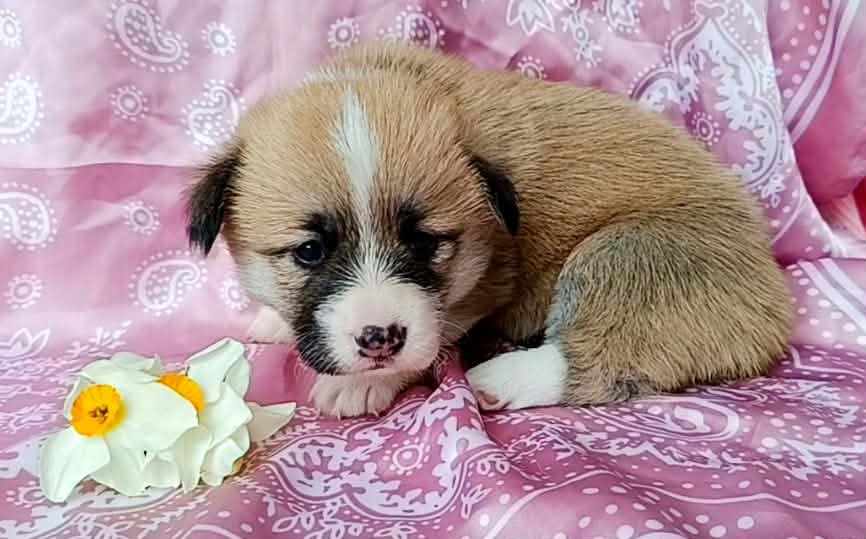 des Jardins de Becky - Chiots disponibles - Welsh Corgi Pembroke