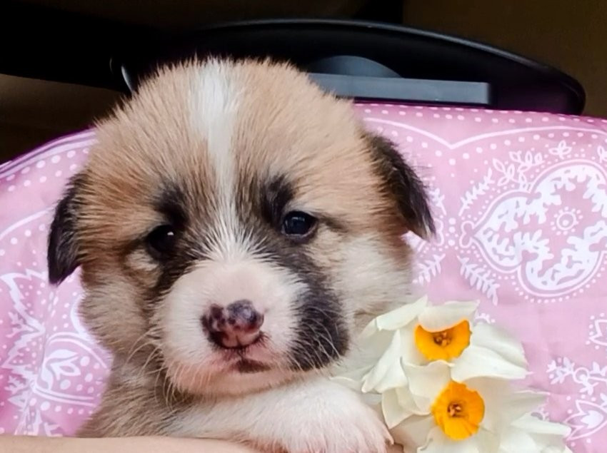 Chiot Welsh Corgi Pembroke des Jardins de Becky