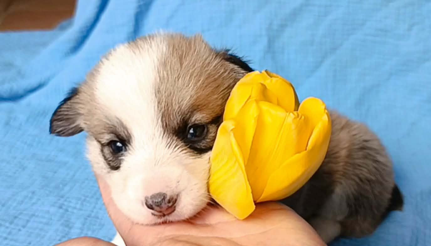 des Jardins de Becky - Chiots disponibles - Welsh Corgi Pembroke