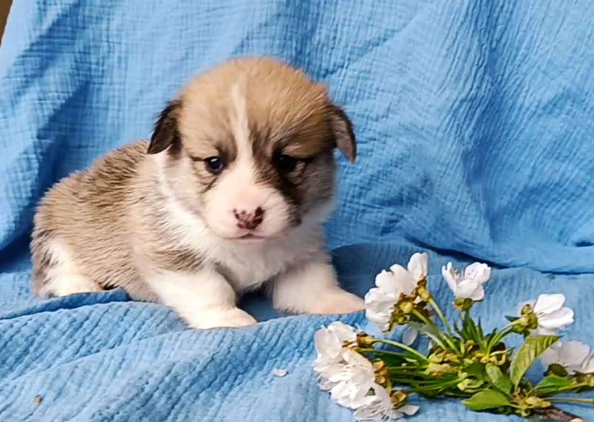 des Jardins de Becky - Chiots disponibles - Welsh Corgi Pembroke