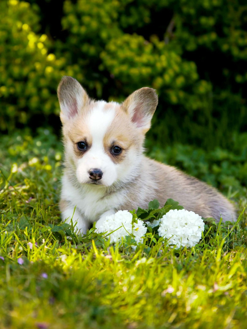des Jardins de Becky - Chiots disponibles - Welsh Corgi Pembroke