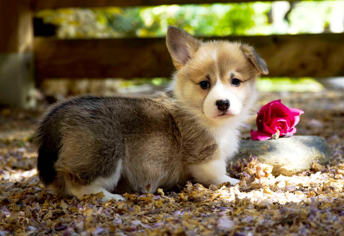 des Jardins de Becky - Chiots disponibles - Welsh Corgi Pembroke