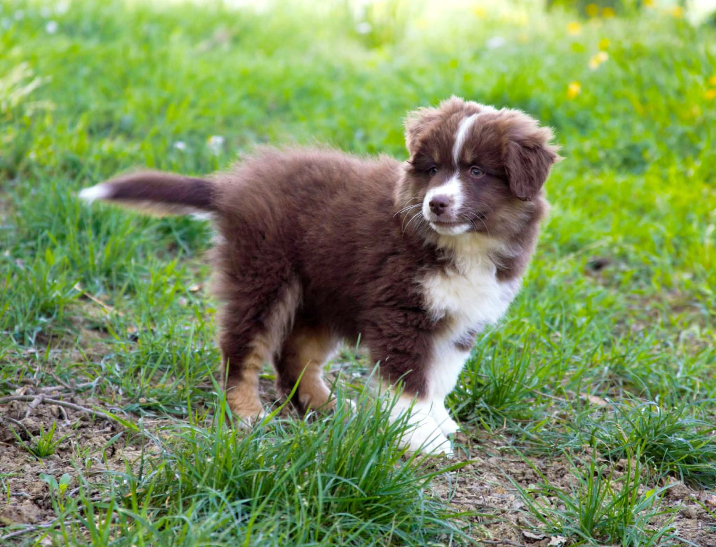 des Jardins de Becky - Chiots disponibles - Berger Américain Miniature 