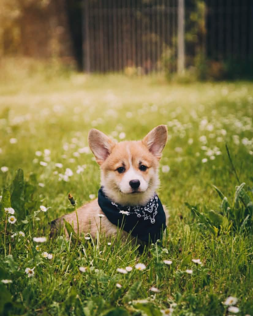 des Jardins de Becky - Chiots disponibles - Welsh Corgi Pembroke