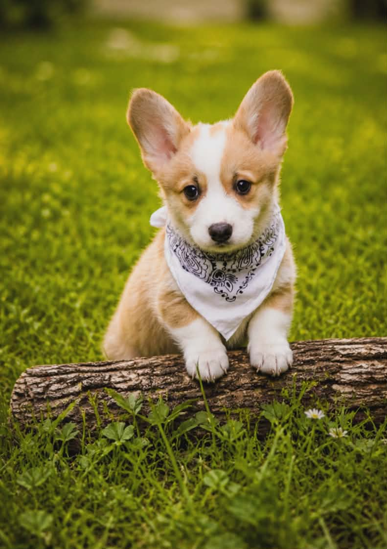 des Jardins de Becky - Chiots disponibles - Welsh Corgi Pembroke
