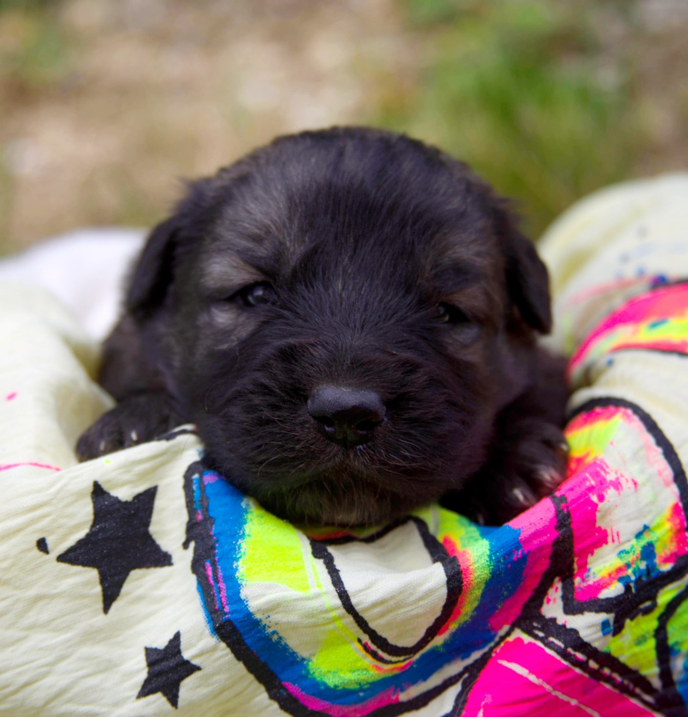 des Jardins de Becky - Chiots disponibles - Berger Yougoslave de Charplanina