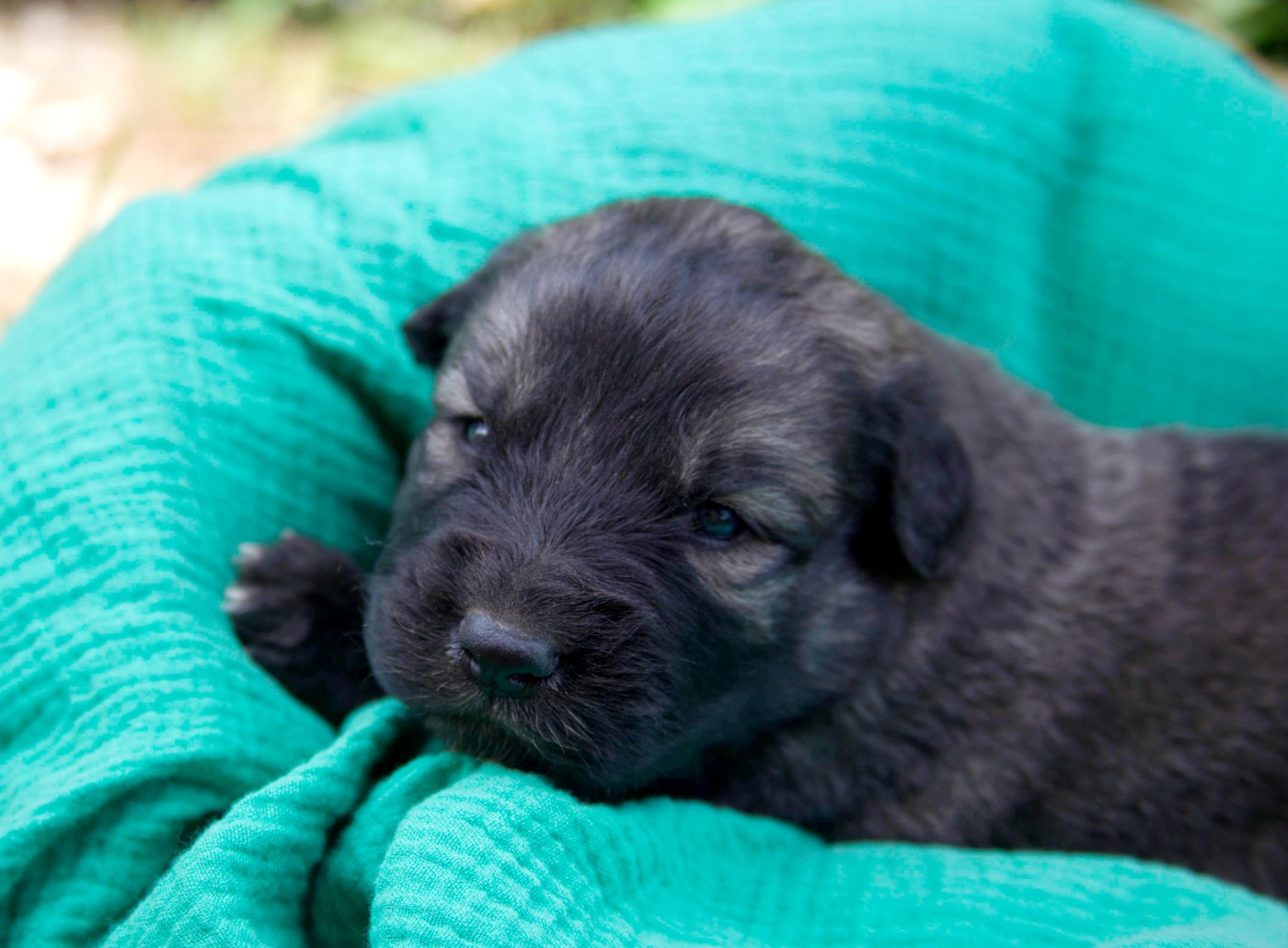 des Jardins de Becky - Chiots disponibles - Berger Yougoslave de Charplanina