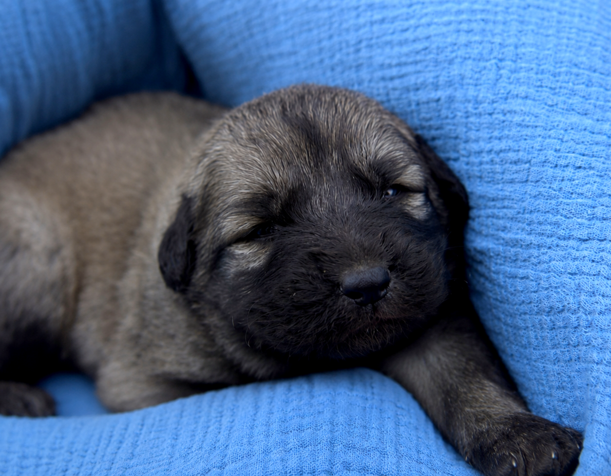 des Jardins de Becky - Chiots disponibles - Berger Yougoslave de Charplanina