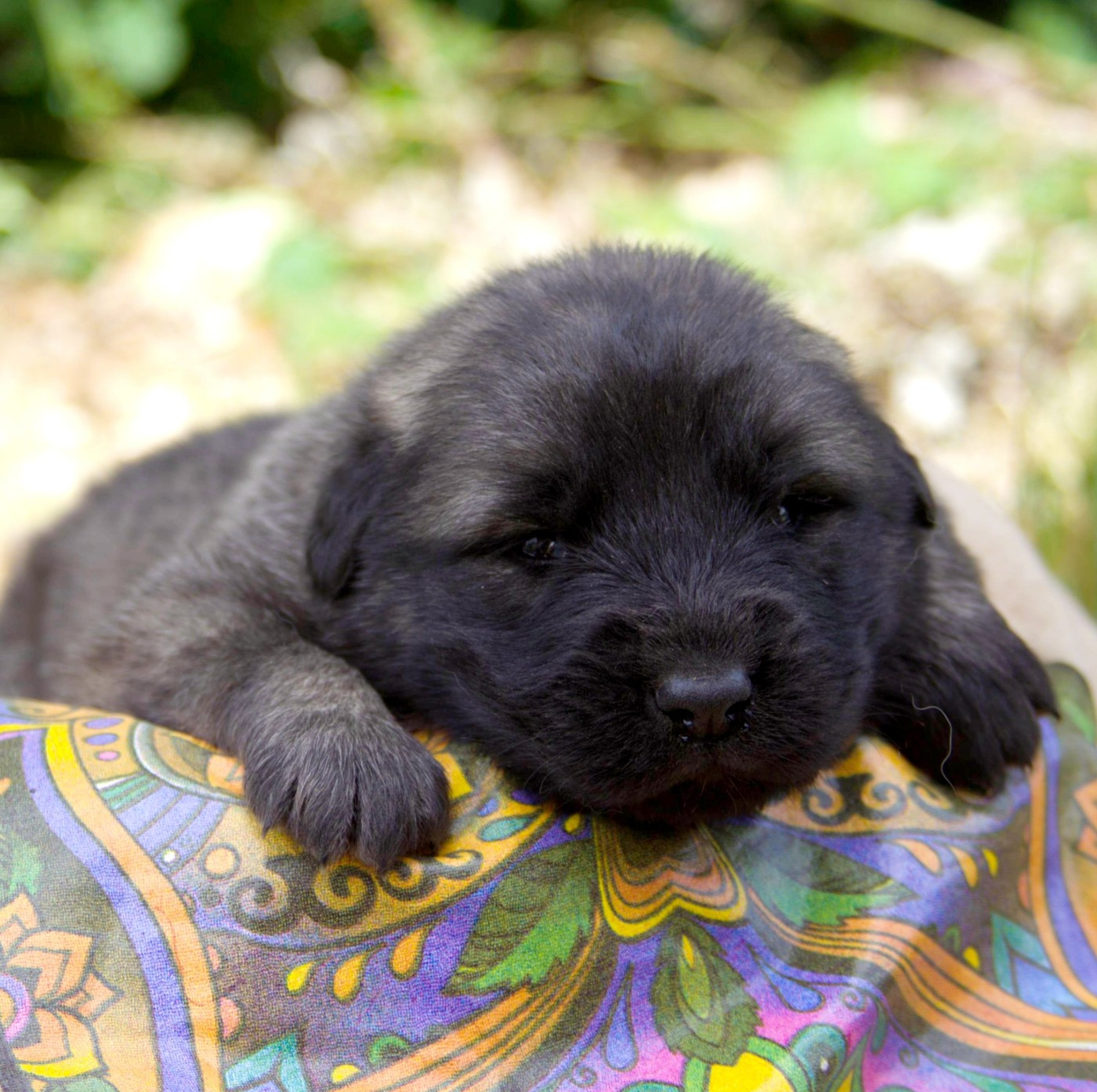 des Jardins de Becky - Chiots disponibles - Berger Yougoslave de Charplanina